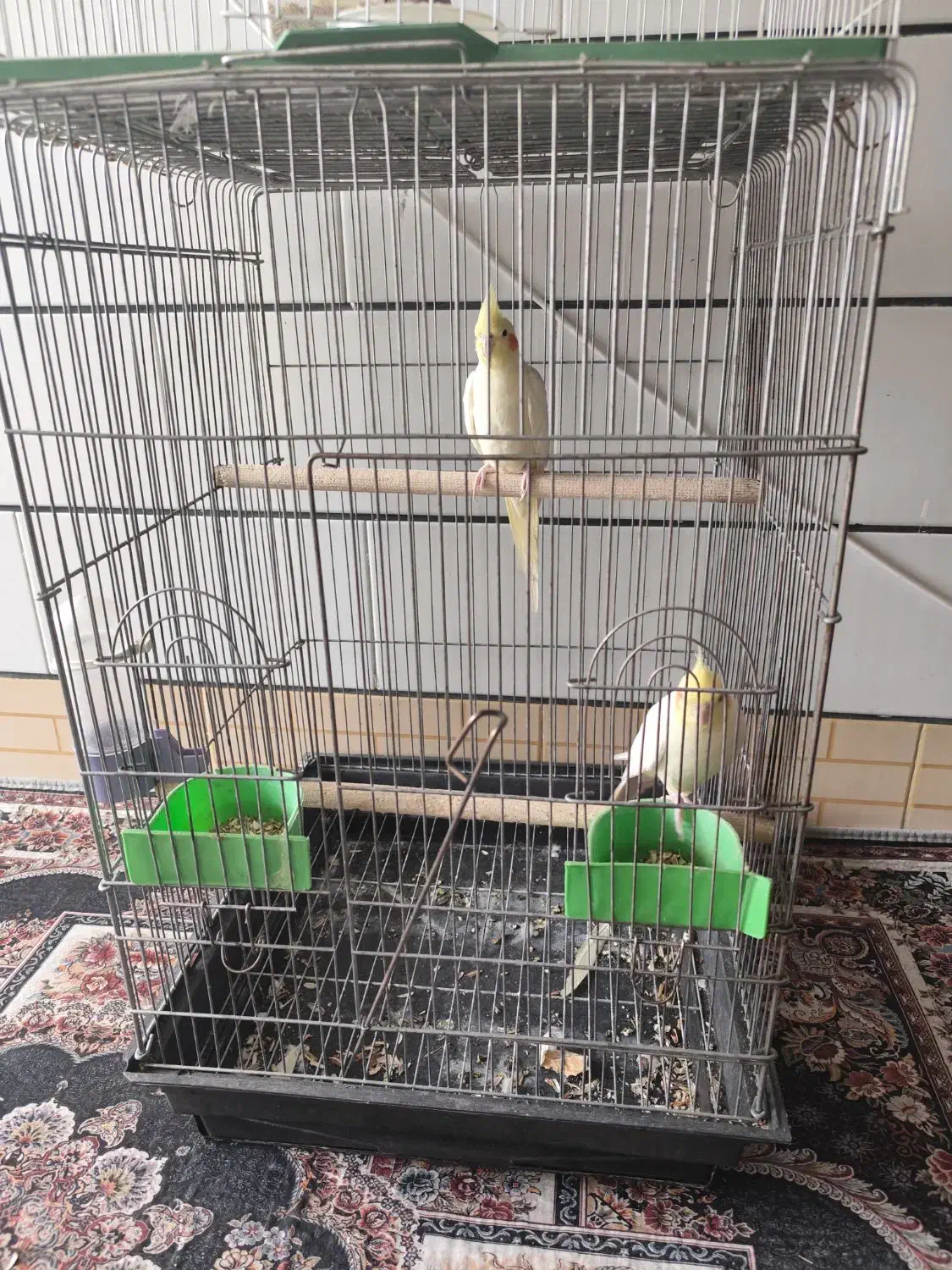 عروس هلندی|پرنده|بهبهان, |دیوار