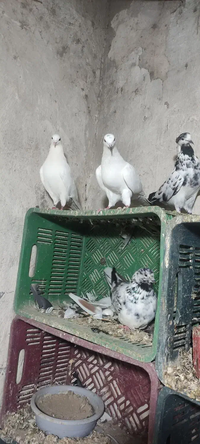 حدود سی عدد. کبوتر سالم پرشی|پرنده|انزل, |دیوار