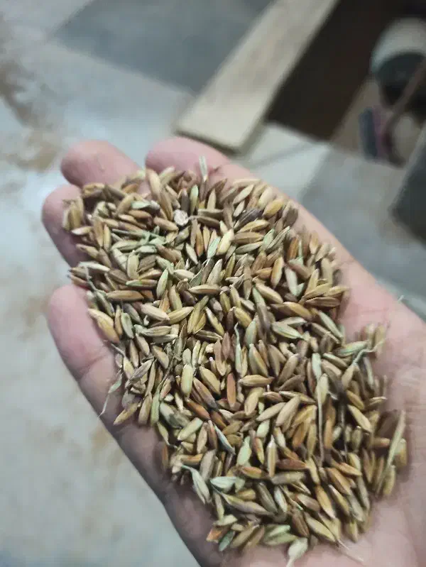 اشتری شلب|خوردنی و آشامیدنی|اهواز, کوی مندلی(سه راه خرمشهر)|دیوار