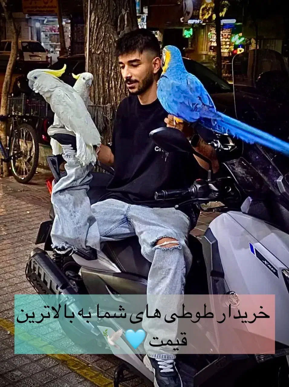 ملنگو . شاه طوطی.کاسکو.ارا|پرنده|تهران, فرمانیه|دیوار