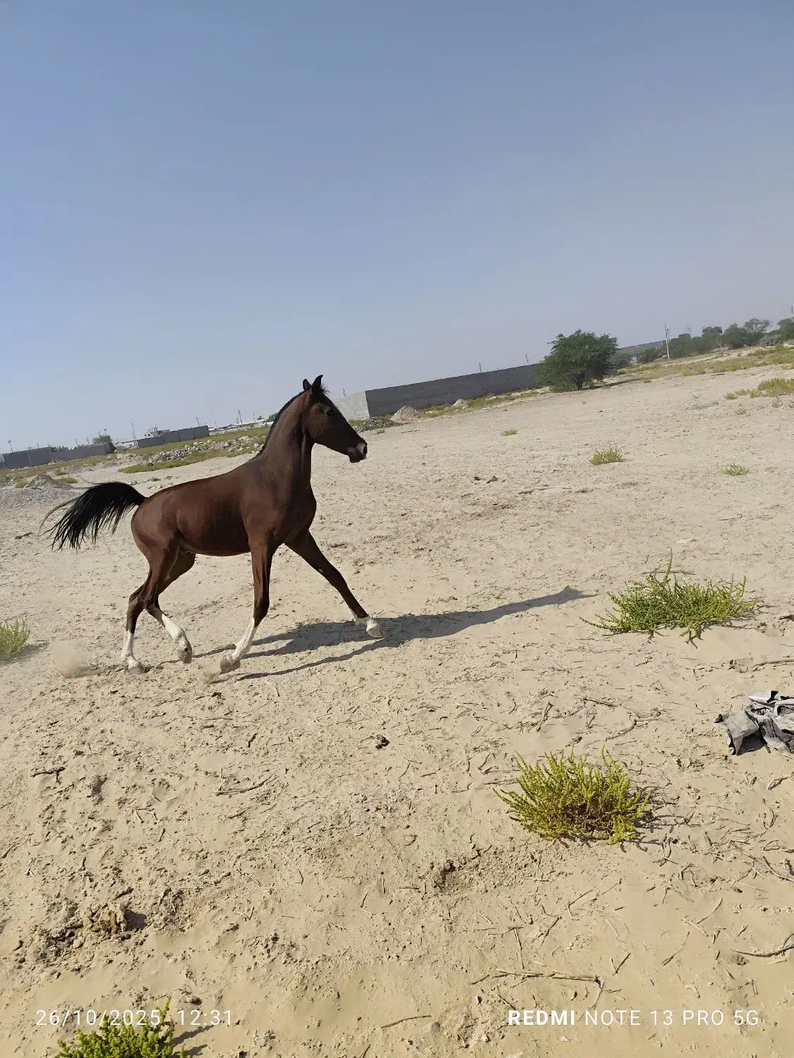 کره  اسب نریان|اسب و تجهیزات اسب‌سواری|برازجان, |دیوار