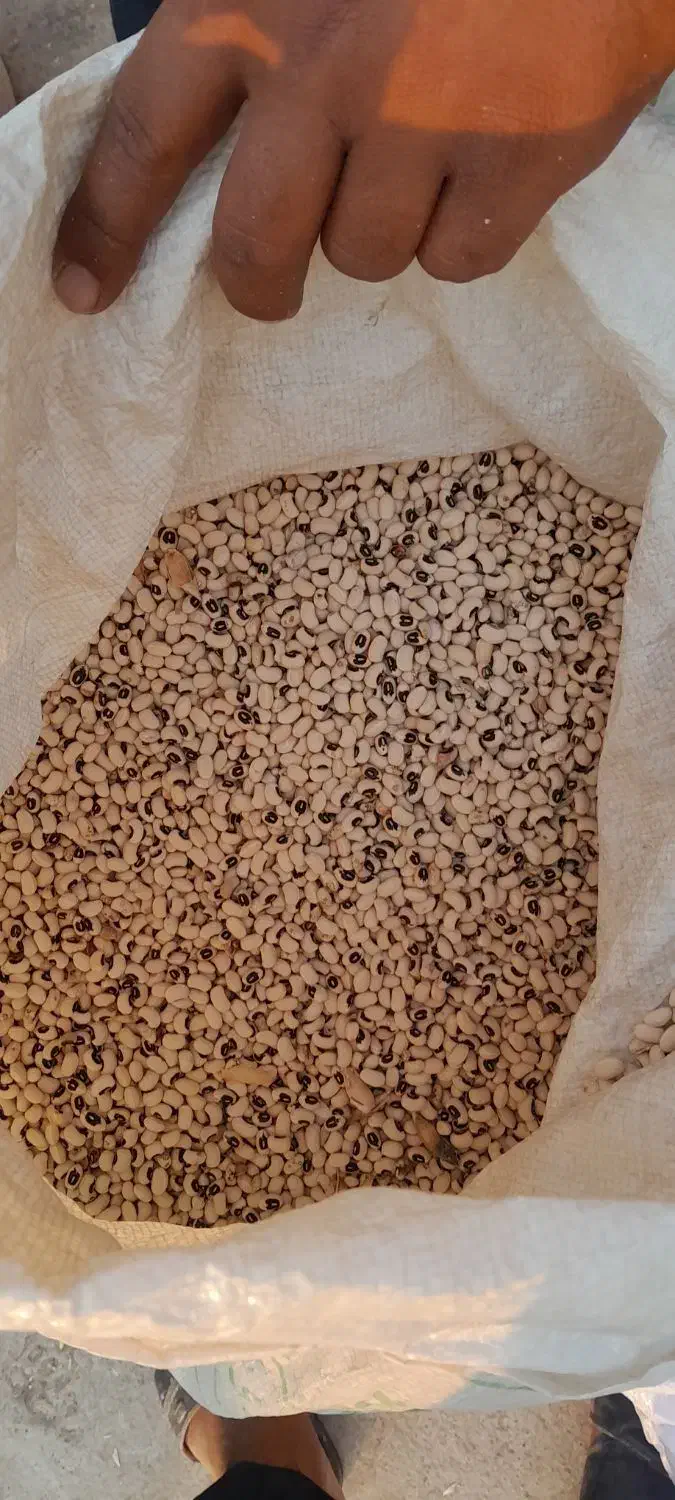 لوبیا چشم بلبلی|عمده‌فروشی|کارون, |دیوار