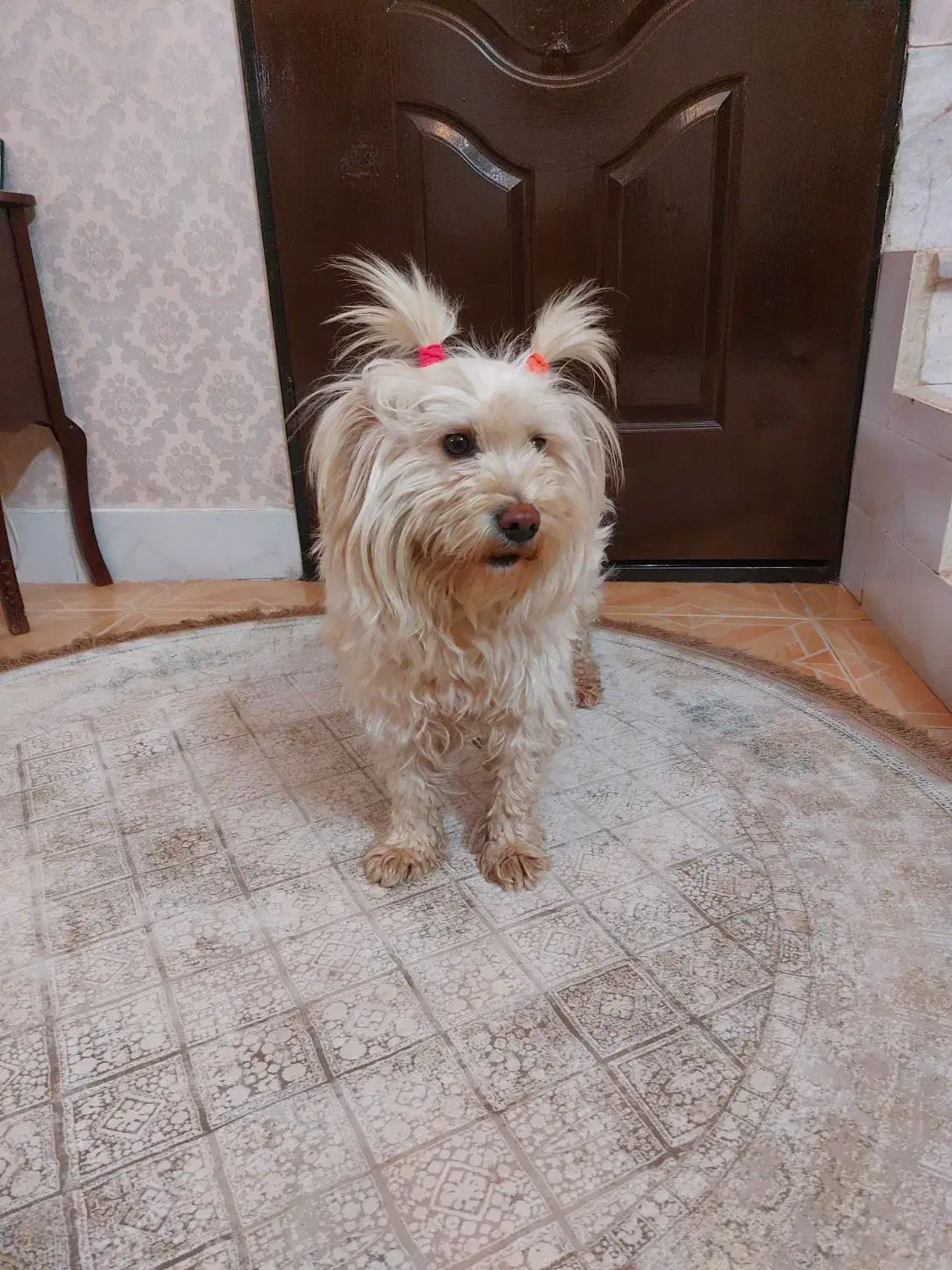 سگ شیتزو ماده|سگ|تربت‌حیدریه, آغوی|دیوار