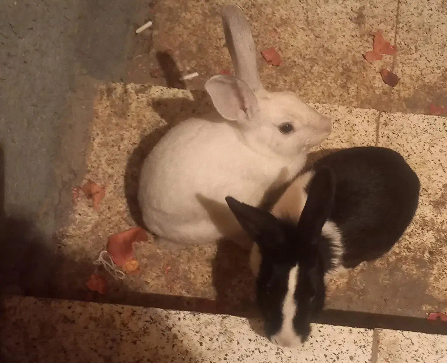 خرگوش جنس نر|موش و خرگوش|کاشمر, |دیوار