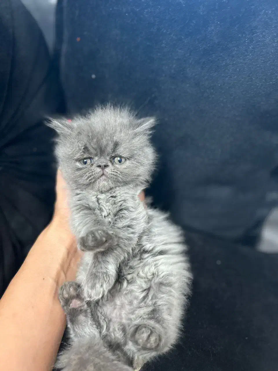 واگذاری گربه|گربه|اصفهان, باغ زرشک|دیوار