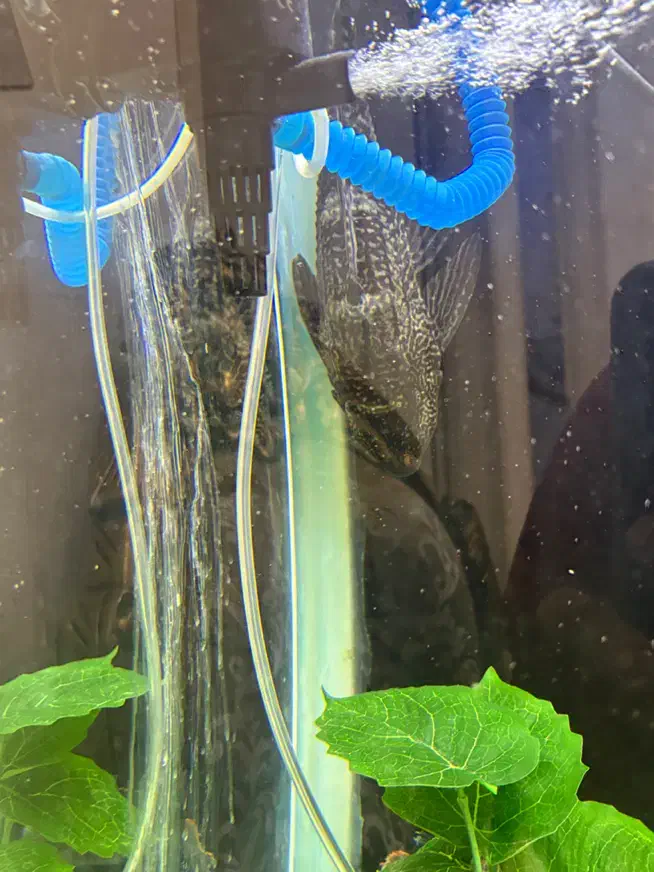 اکواریوم و ماهی|ماهی|شهریار, شهرک شاهد|دیوار