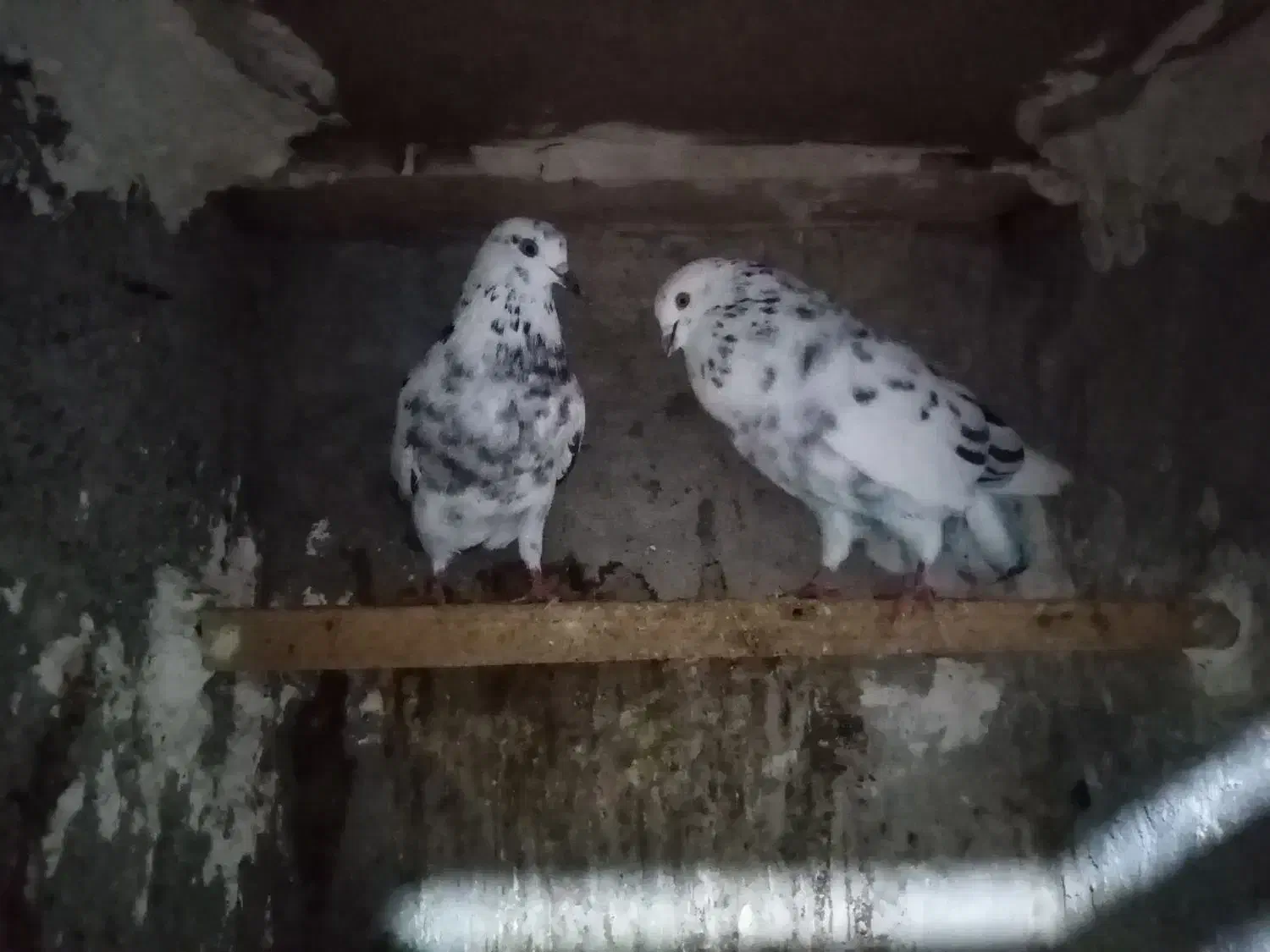 کفتر فروشی|پرنده|کردکوی, |دیوار