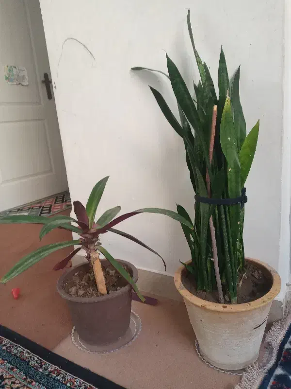 گل موسی در گهواره|گل و گیاه طبیعی|قم, شهرک مهدیه|دیوار