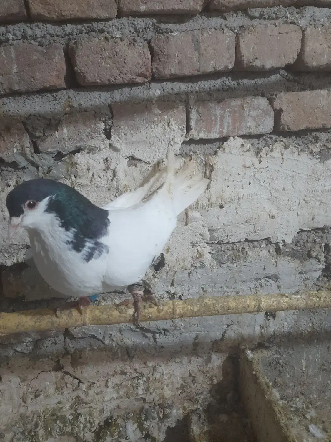 کبوتررنگی|پرنده|شال, |دیوار