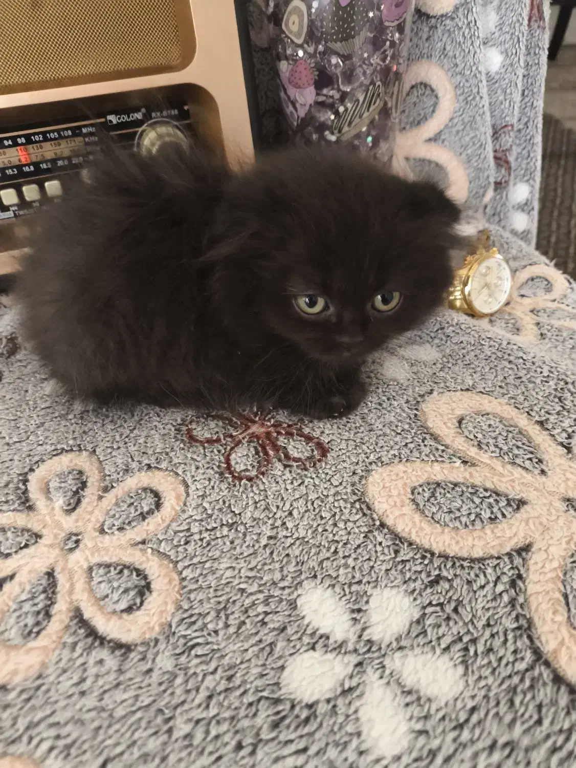 توله گربه نژاددار|گربه|شیراز, تندگویان|دیوار