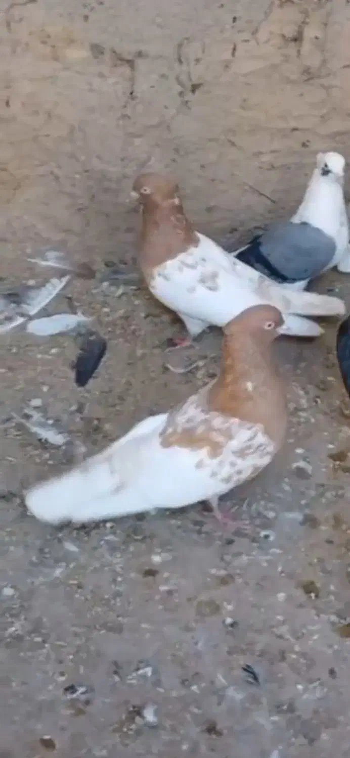 کفتر|پرنده|فردوس (خراسان), |دیوار