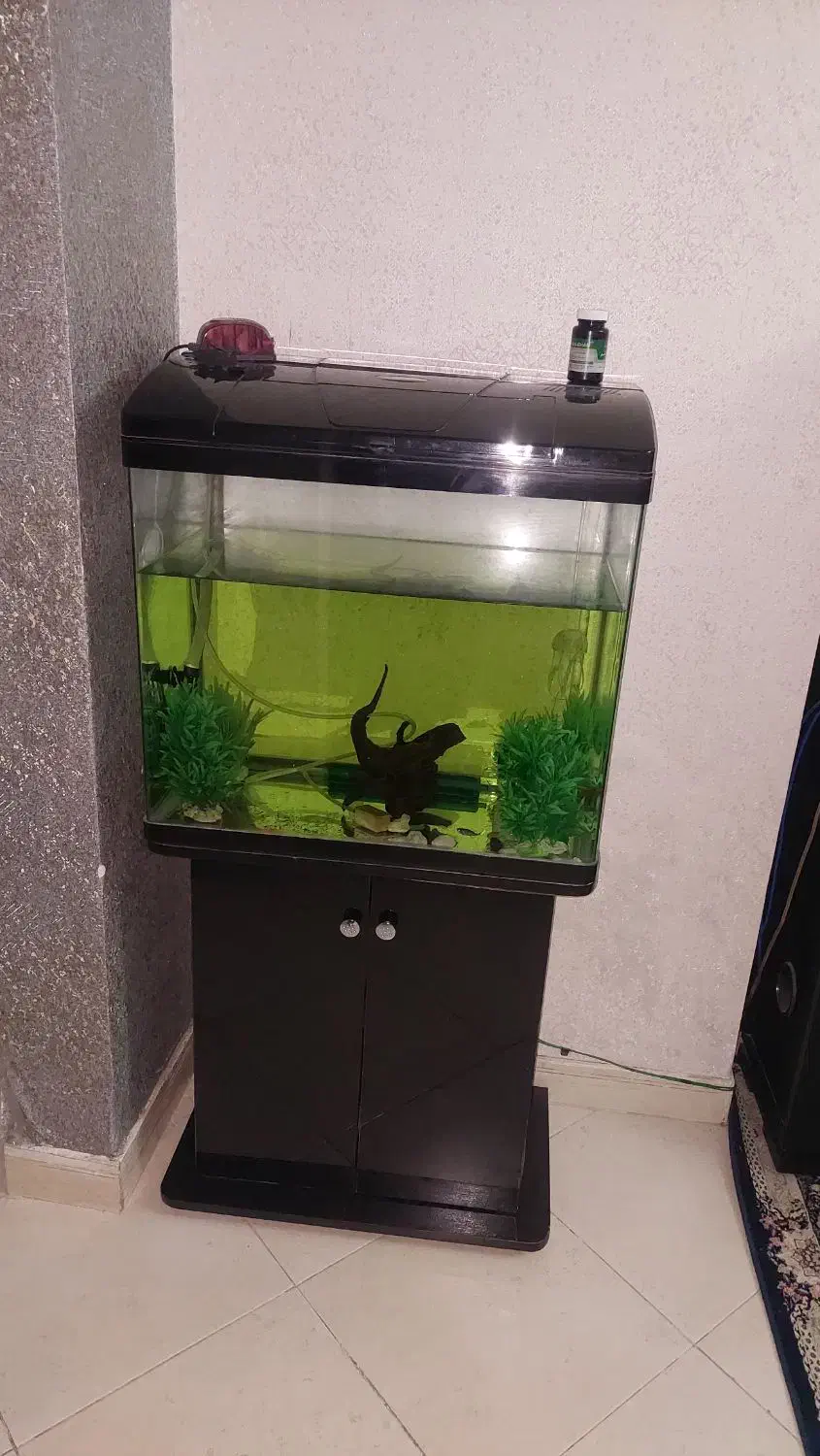 آکواریوم|ماهی|هشتگرد, فاز ۳ مهستان|دیوار