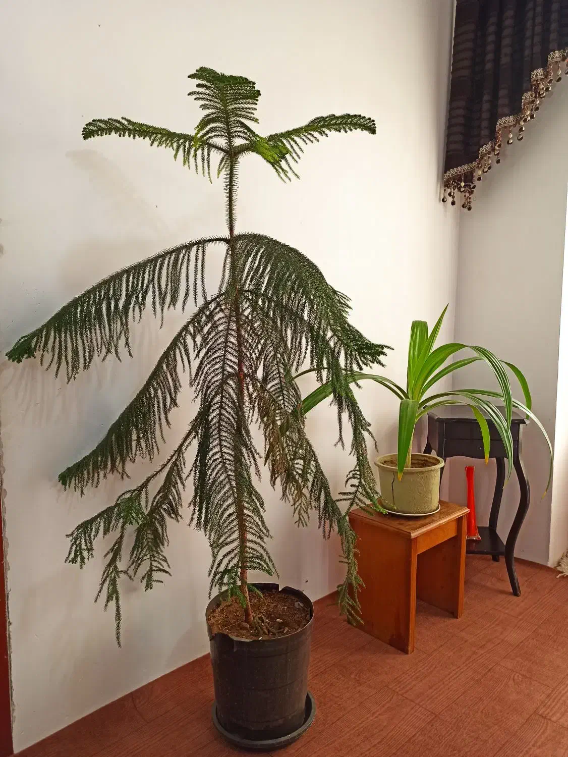 گل کاج مطبق|گل و گیاه طبیعی|قره ضیاالدین, |دیوار