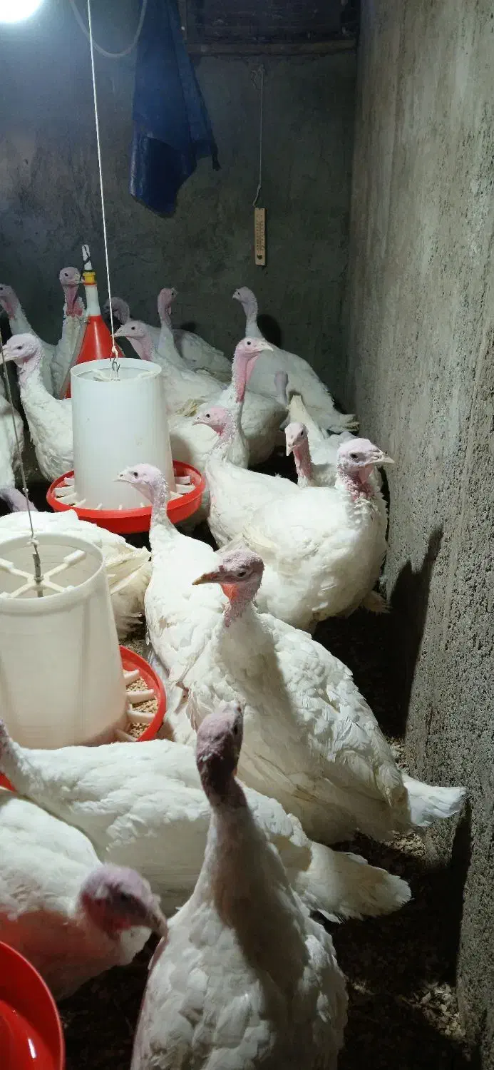 بوقلمون|پرنده|چترود, |دیوار