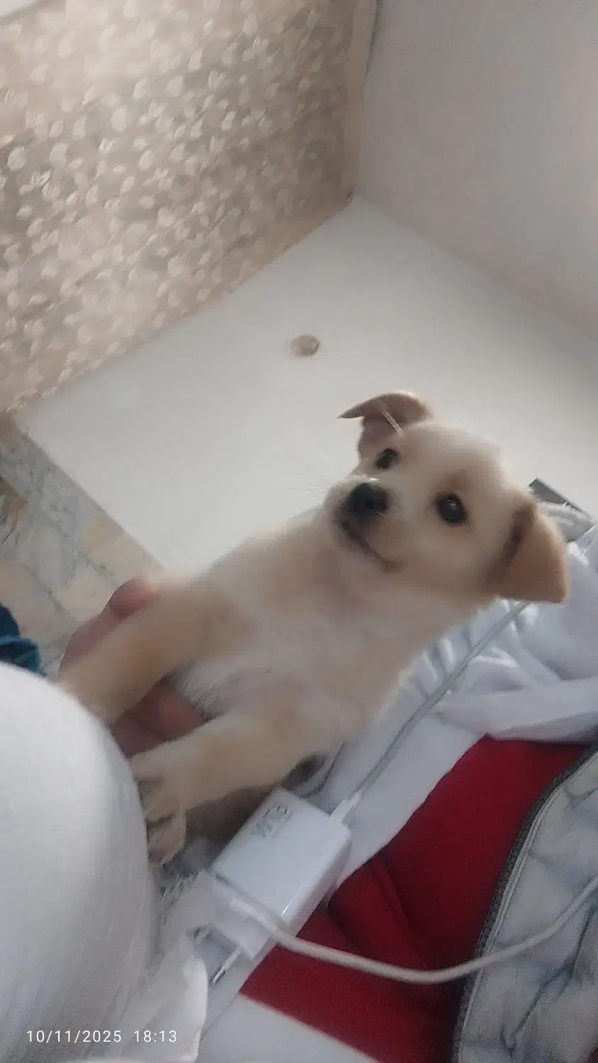 دو عدد توله سگ نر و ماده 2ماهه|سگ|ورامین, ورامین|دیوار