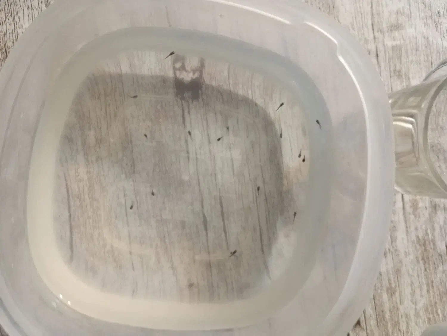 ماهی|ماهی|تربت‌حیدریه, کاشانی|دیوار