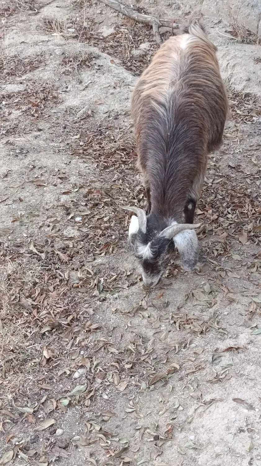 بز دوقلوزا|حیوانات مزرعه|میاندوآب, |دیوار