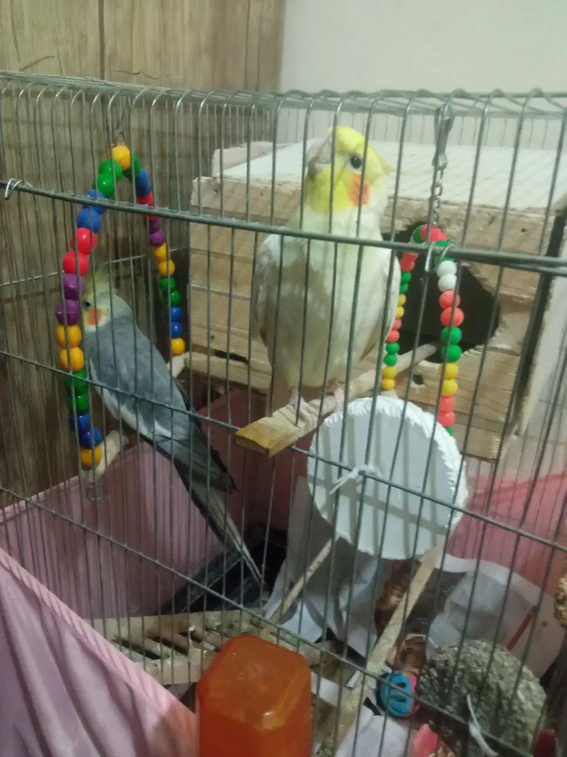 دوتا عروس هلندی خیلی قشنگ|پرنده|بانه, |دیوار