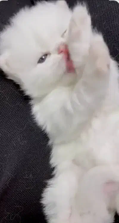 پرشین سفید صورت شامپاینی ۲ماه نیمه|گربه|تهران, گیشا|دیوار