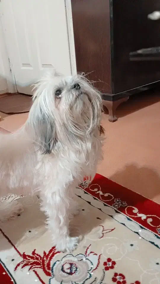 سگ شیتزو|سگ|کرج, حسن آباد|دیوار