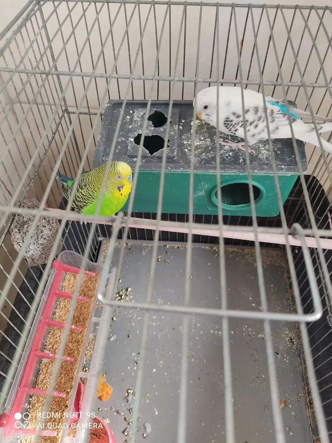 یه جفت مرغ عشق نر سبز ماده آبی|پرنده|تهران, چیتگر شمالی|دیوار