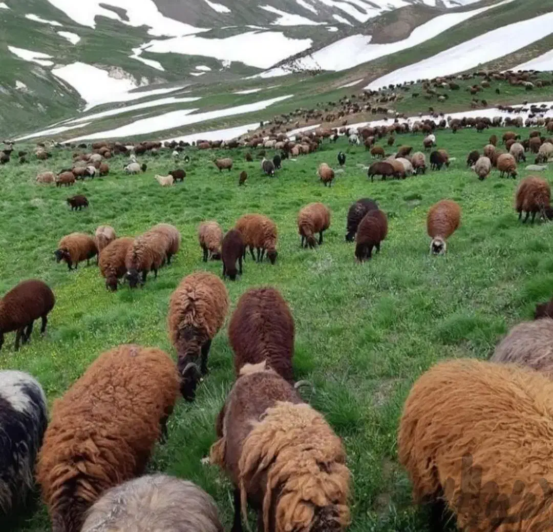 بره نروماده|حیوانات مزرعه|ماهدشت, |دیوار