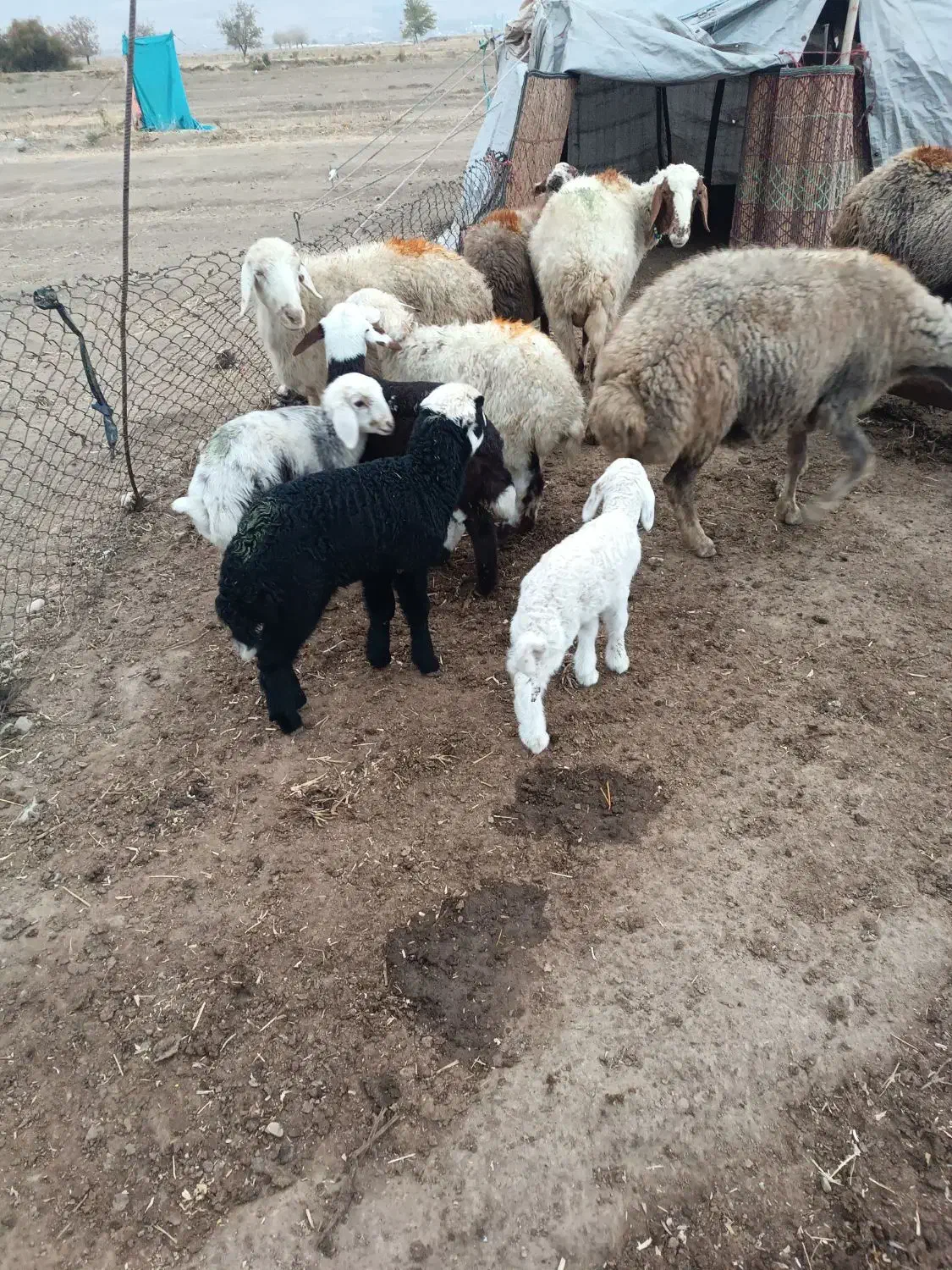 میش و بره|حیوانات مزرعه|بروجرد, |دیوار