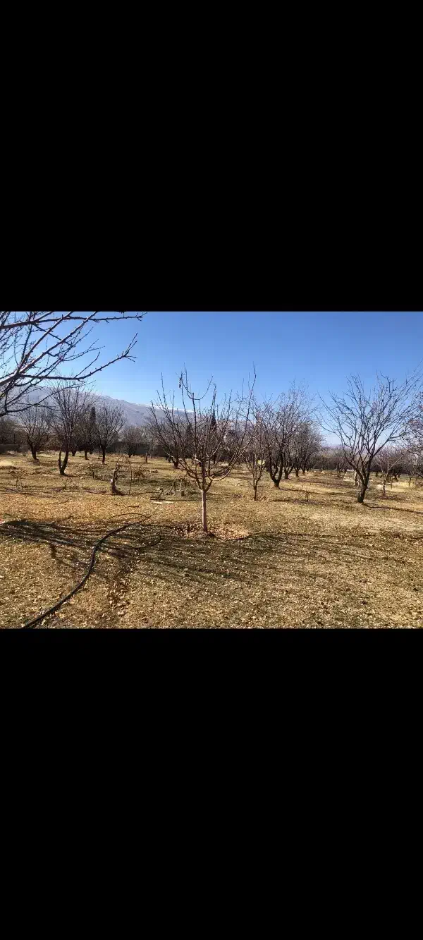 باغ 2800 متری سیاخ زیر قیمت بازار|فروش خانه و ویلا|شیراز, تاچارا|دیوار