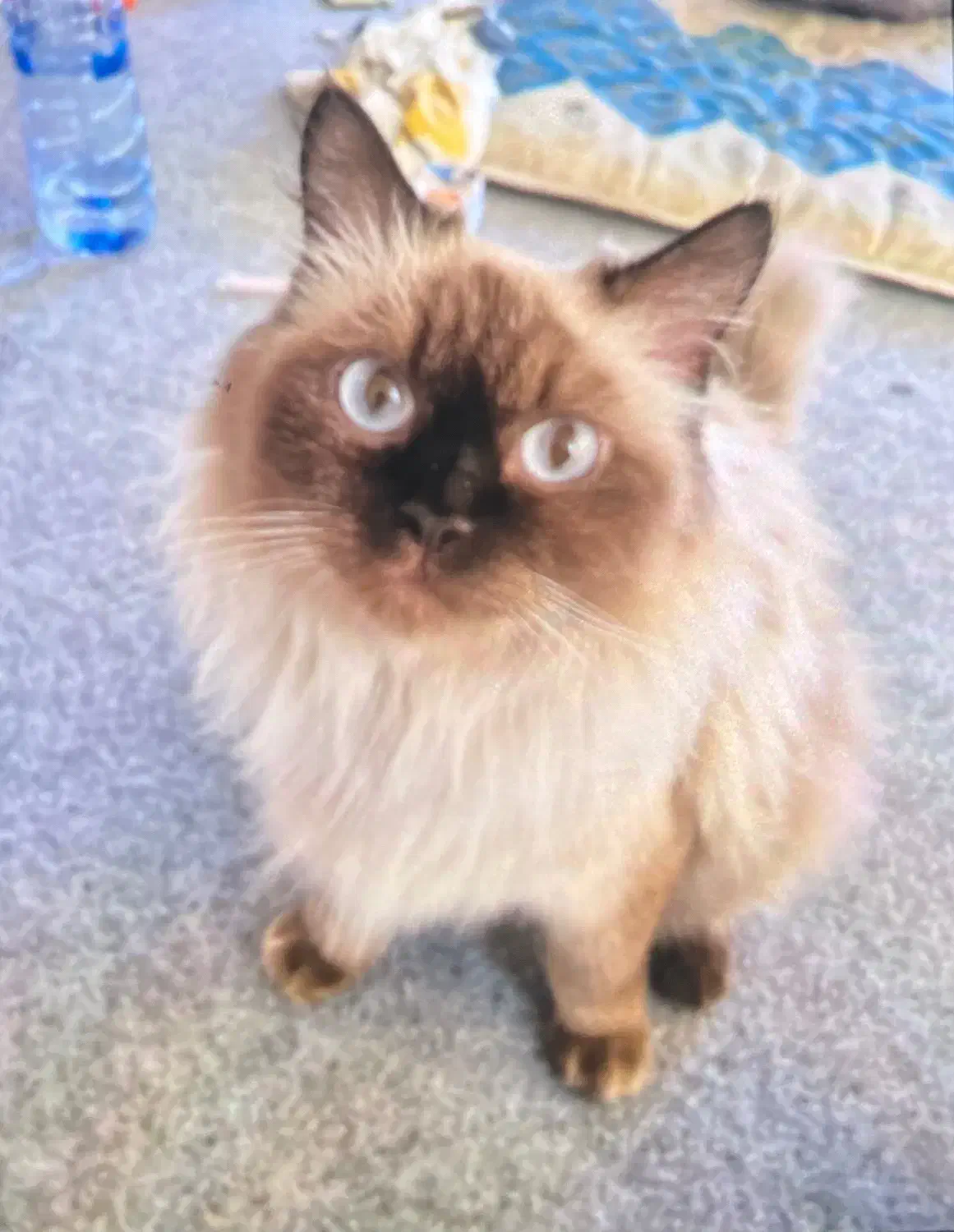 گربه گم شده|حیوانات|خرمشهر, |دیوار