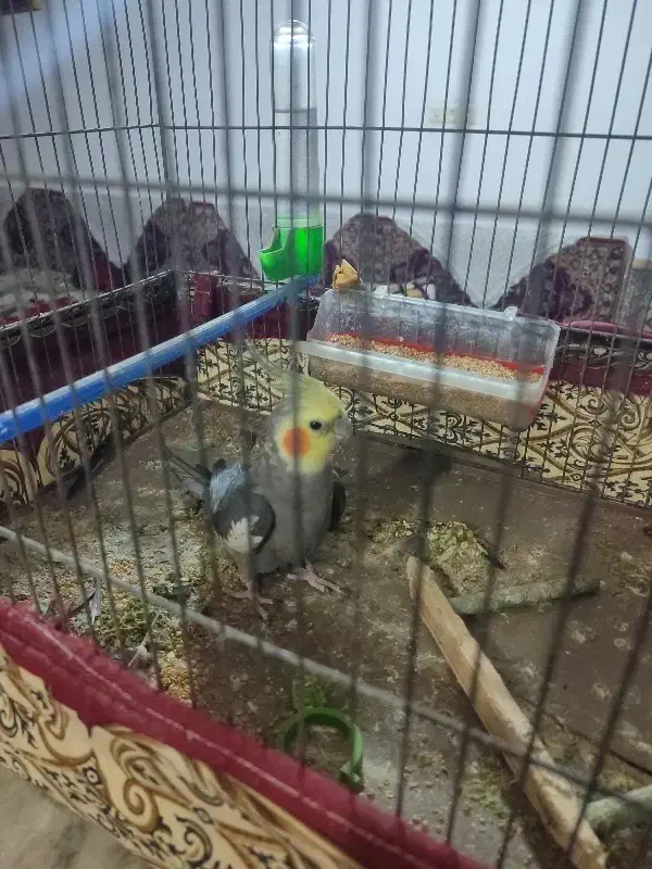 عروس‌خوشگل|پرنده|چهارباغ, |دیوار