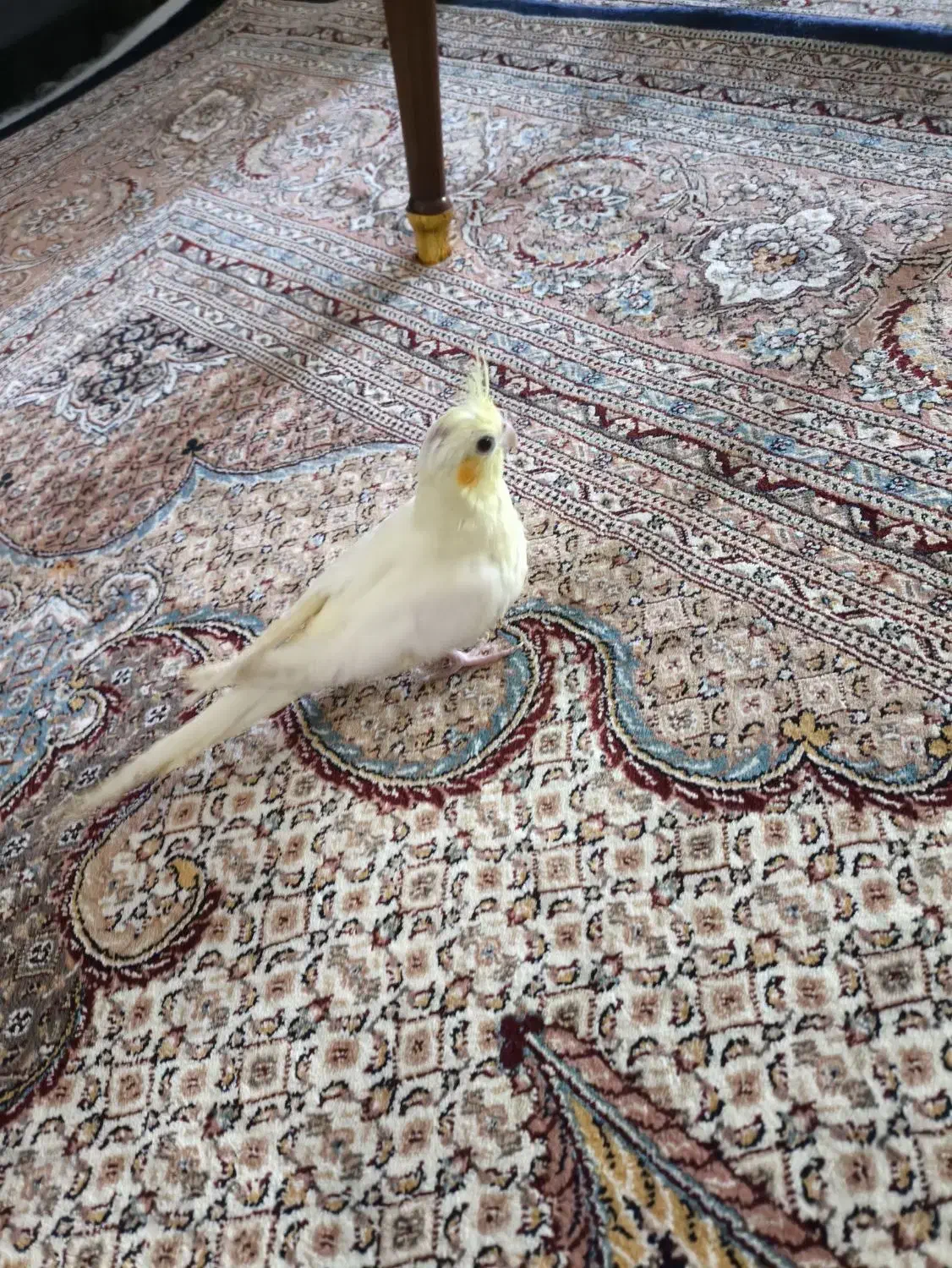 عروس هلندی لوتینو دست آموز و خانگی|پرنده|مشگین شهر, |دیوار