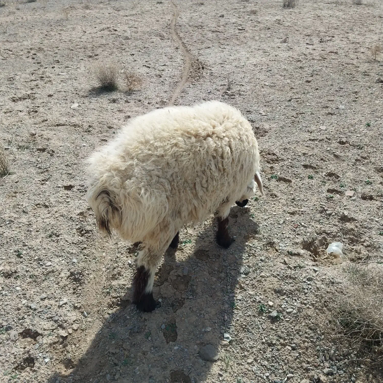 بره فروشی|حیوانات مزرعه|سربیشه, |دیوار