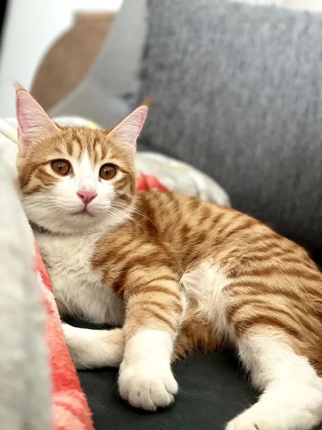 واگذاری|گربه|بومهن, |دیوار