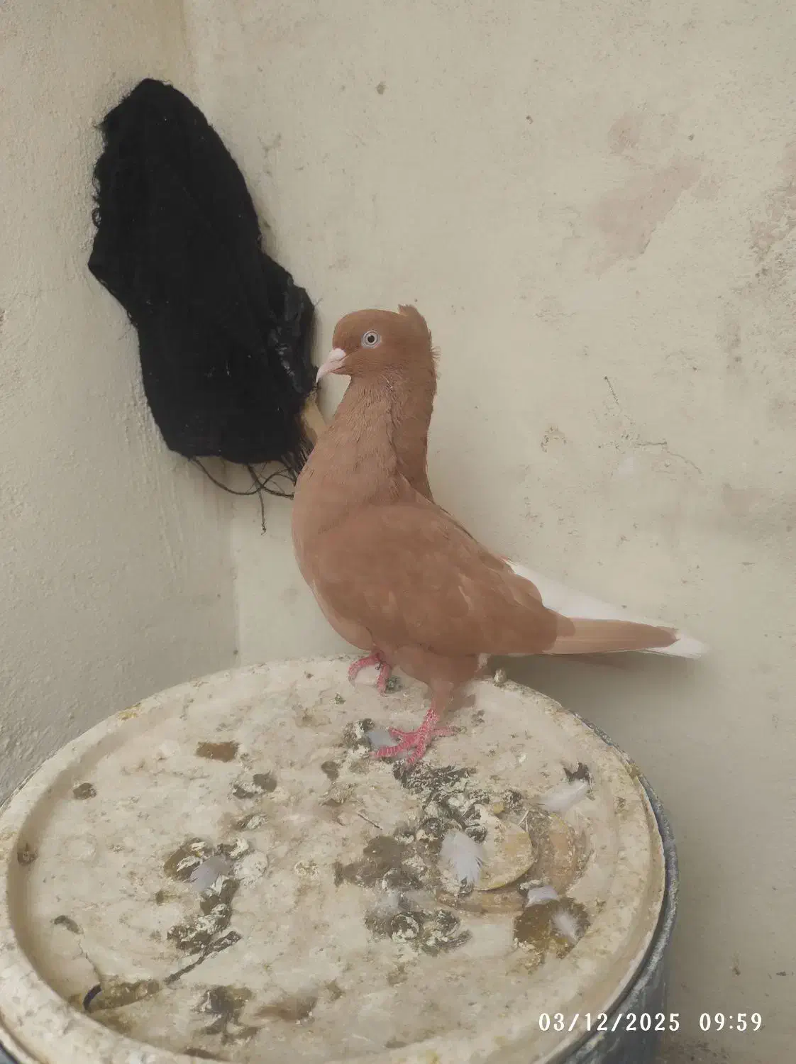 سلام|پرنده|شوشتر, |دیوار