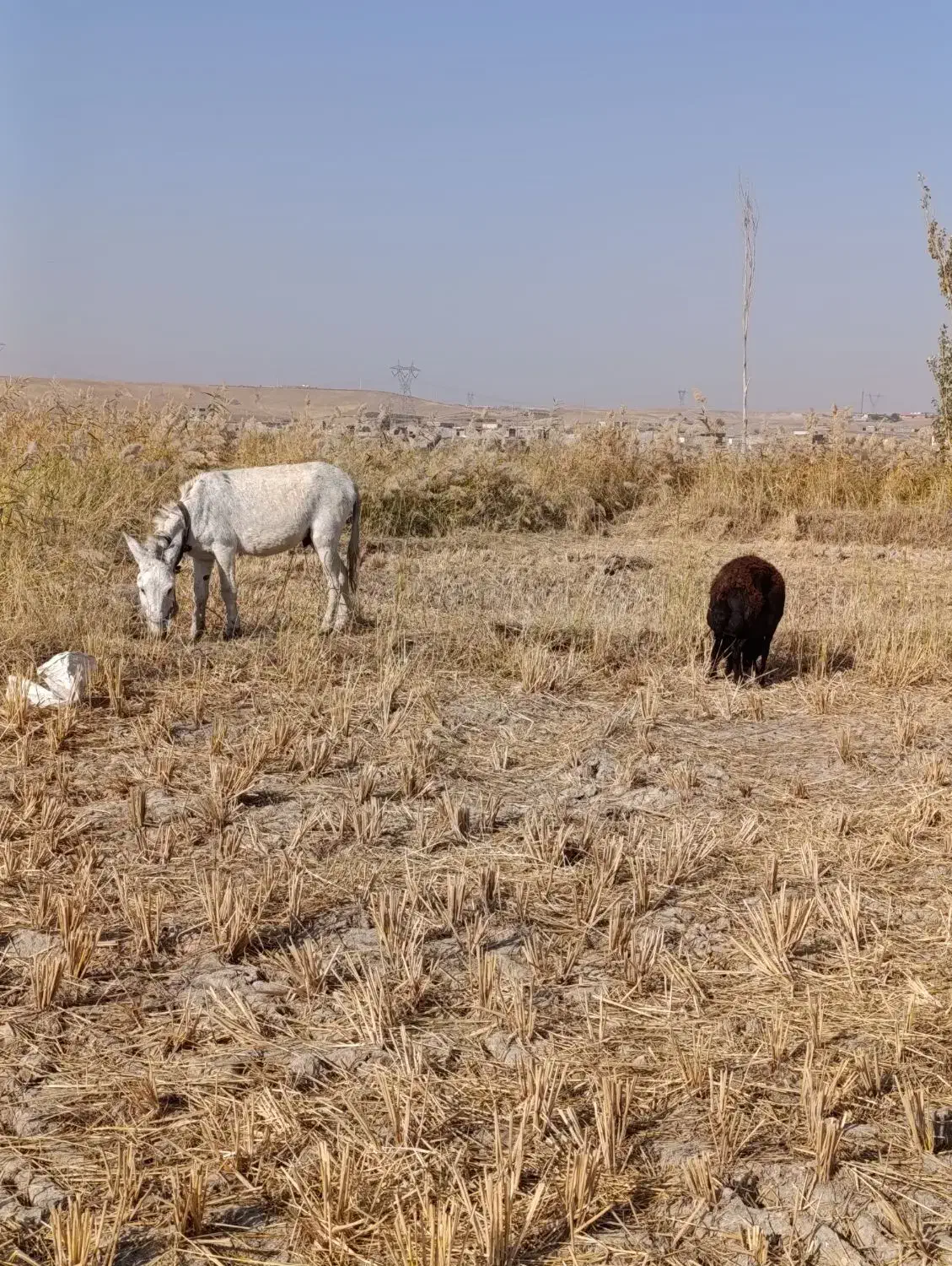 خره ۴ساله جوان آروم ماله گوسفند|حیوانات مزرعه|میانه, |دیوار