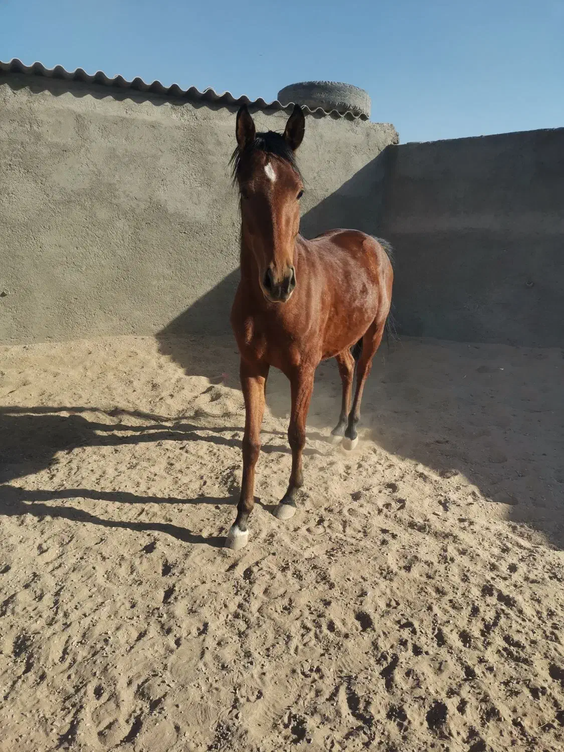 کره اسب نریون|اسب و تجهیزات اسب‌سواری|بجستان, |دیوار