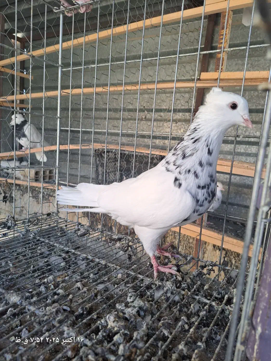 کبوتر طوقی|پرنده|سقز, |دیوار