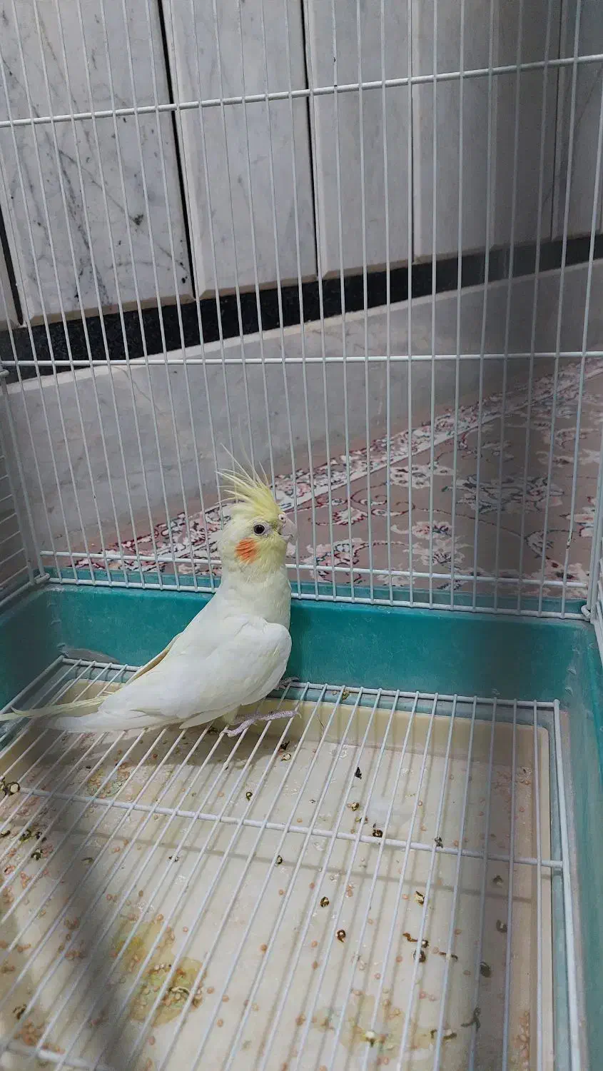 عروس لوتینو ماده بالغ|پرنده|سراوان, |دیوار