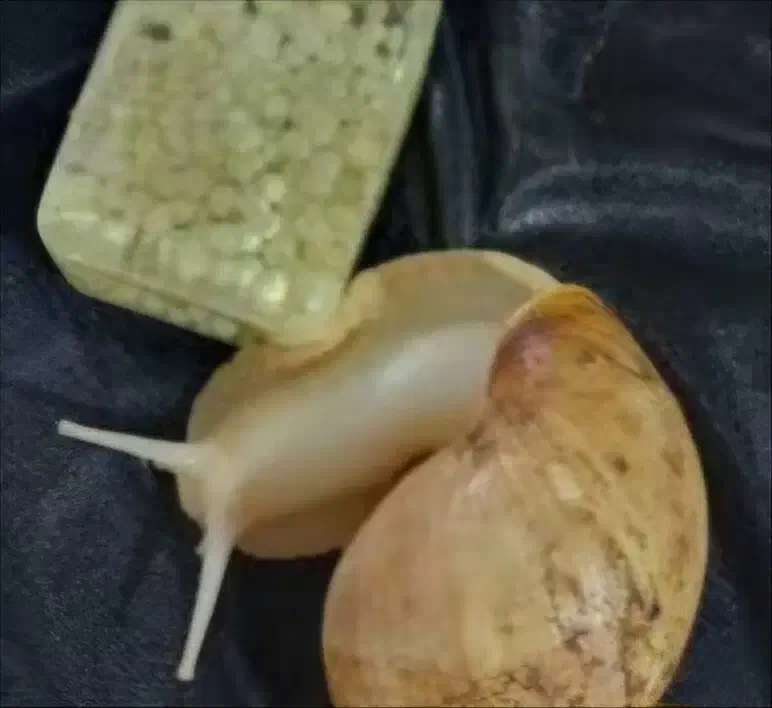 حلزون|خزنده|مشهد, محمدآباد|دیوار