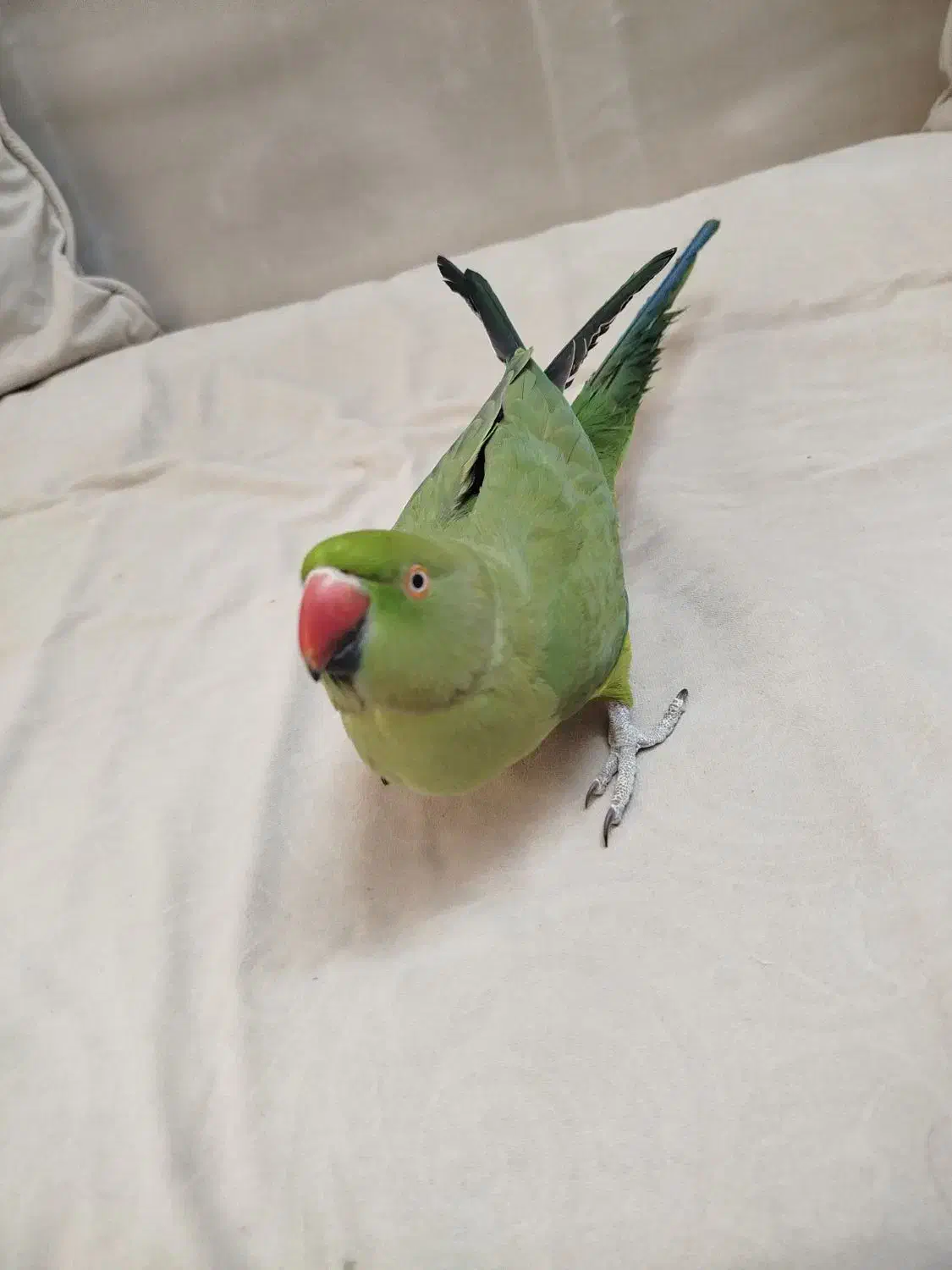 ملنگو اموزش دیده|پرنده|محلات, |دیوار