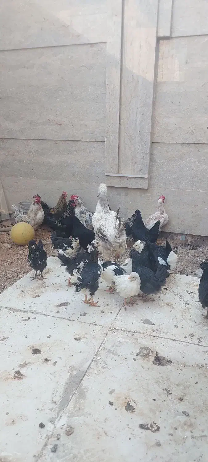 مرغ و خروس|حیوانات مزرعه|هشتگرد, فاز ۲ مهستان|دیوار