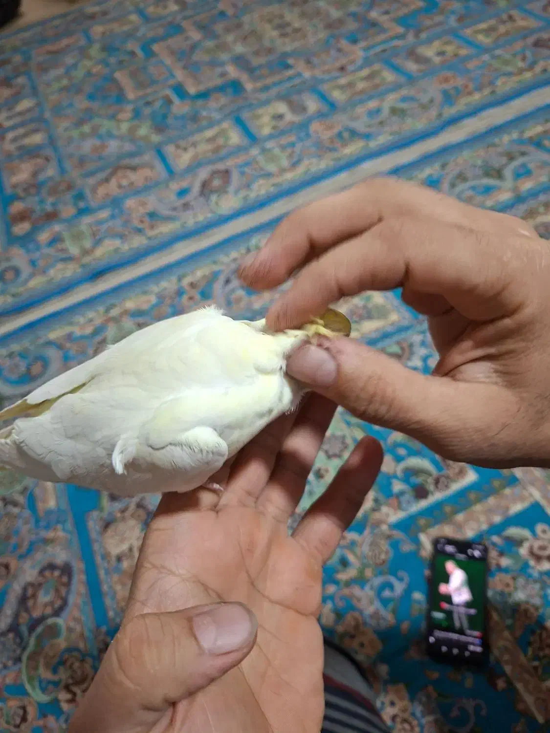 عروس هلندی مولد|پرنده|اسلام‌شهر, شهرک سعیدیه|دیوار