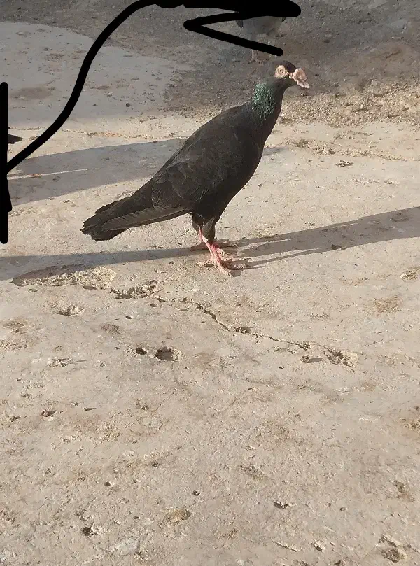 کبوتر|پرنده|زهک, |دیوار