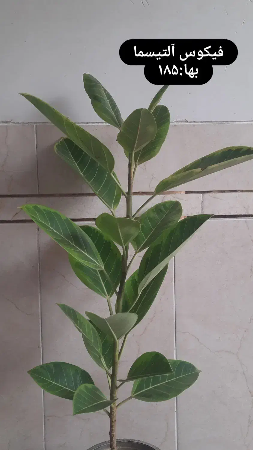 گلخانه گلبانو|گل و گیاه طبیعی|نجفآباد, شریعتی غربی|دیوار