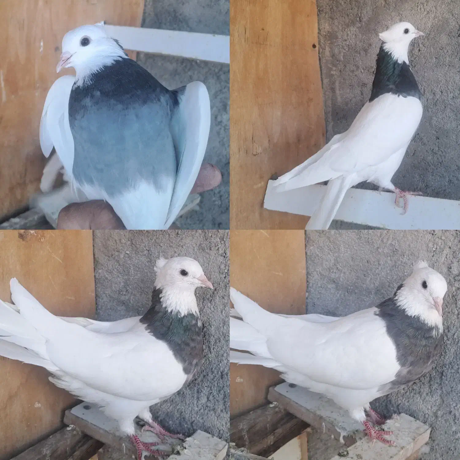 کفتر پرشی طوقی سینه ای خوشرنگ|پرنده|مبارکه, |دیوار