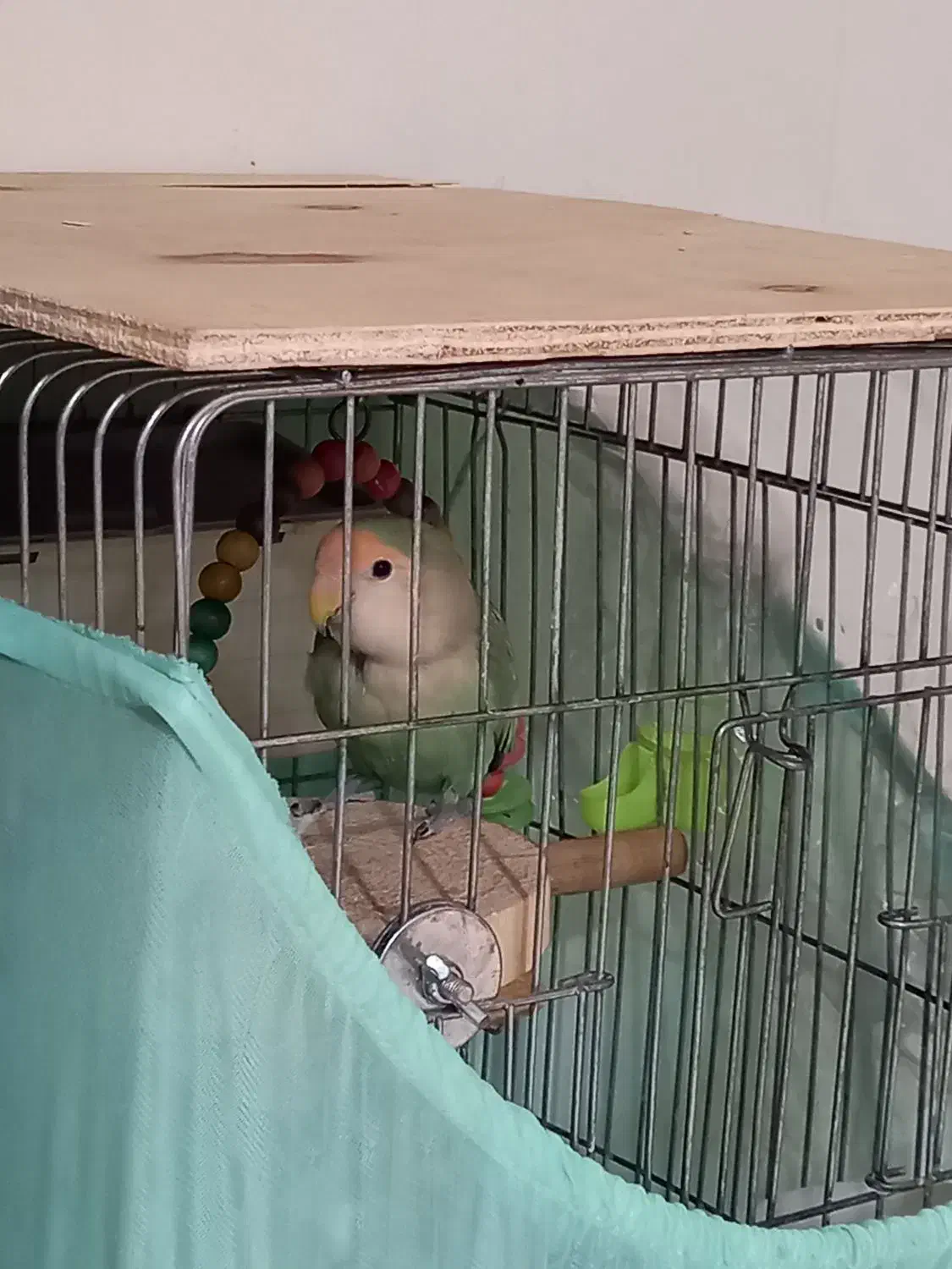 دو طوطی برزیلی|پرنده|فردیس, شهرک شهید حسینی|دیوار