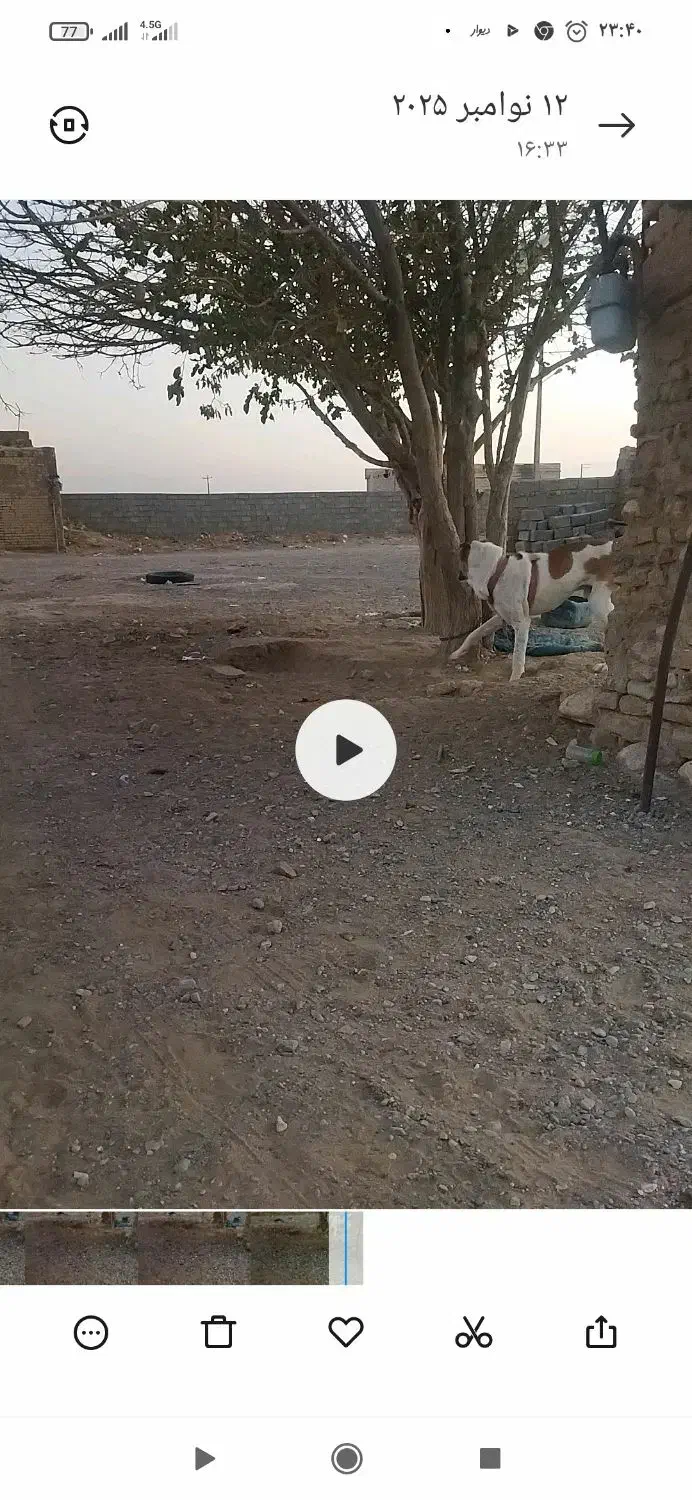 گمش|حیوانات|چناران, |دیوار