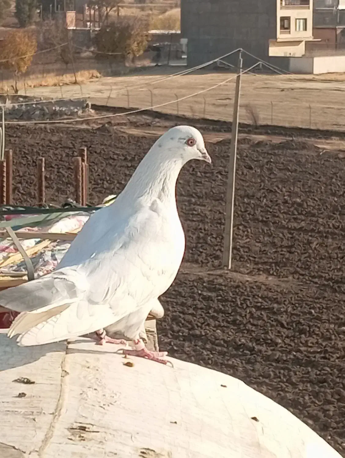 یک جفت کبوتر|پرنده|مریوان, |دیوار