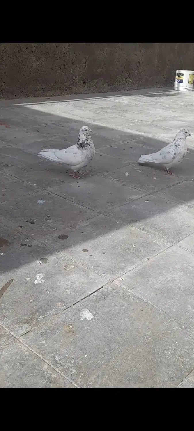 کبوتر|پرنده|سیرجان, |دیوار