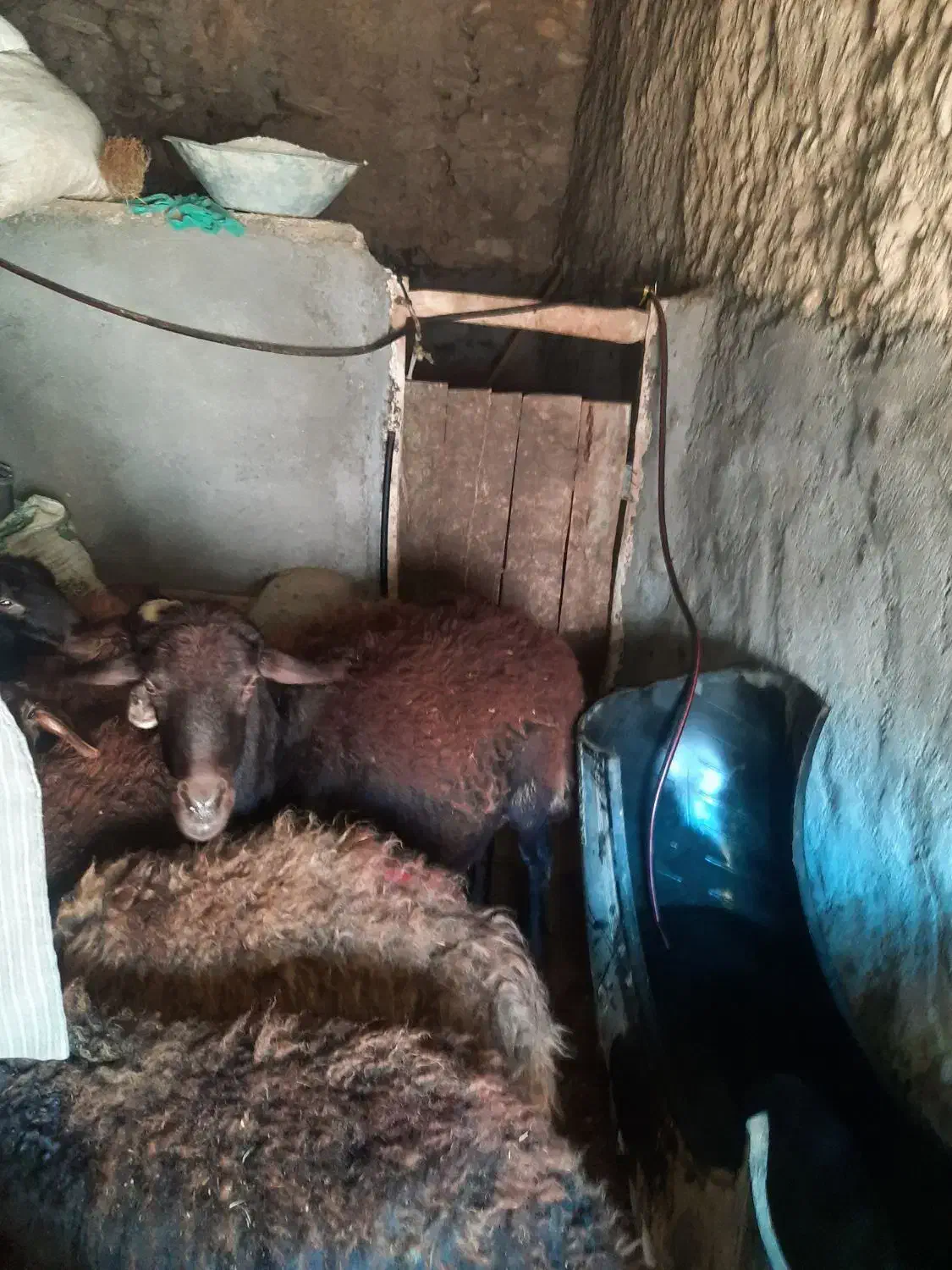 قوچ ازمان|حیوانات مزرعه|ماهنشان, |دیوار